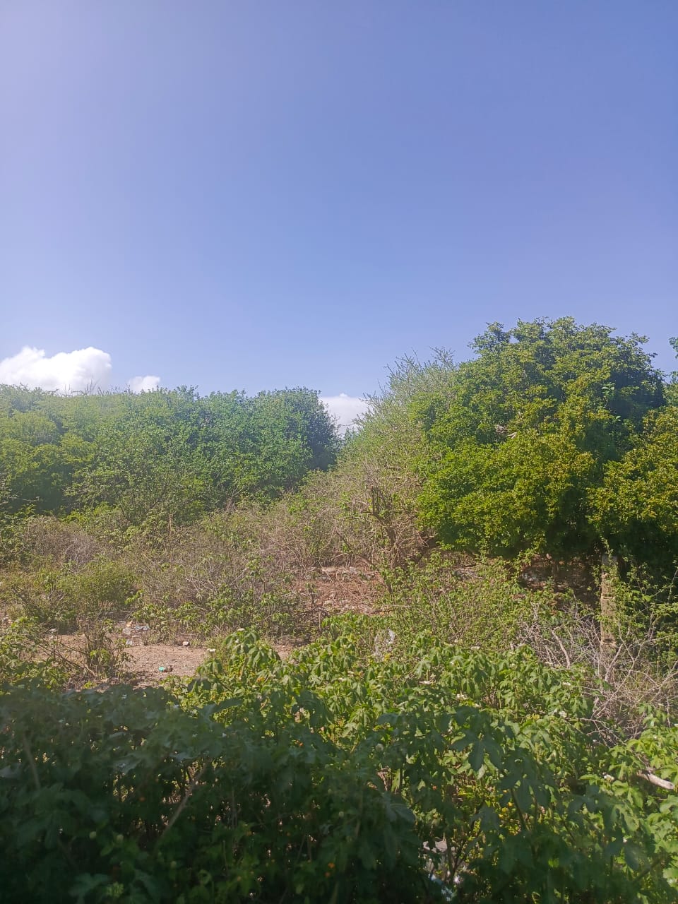 Terreno en Los Robles 