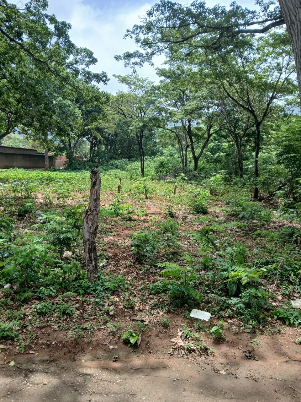 Terreno en El Guayabal 